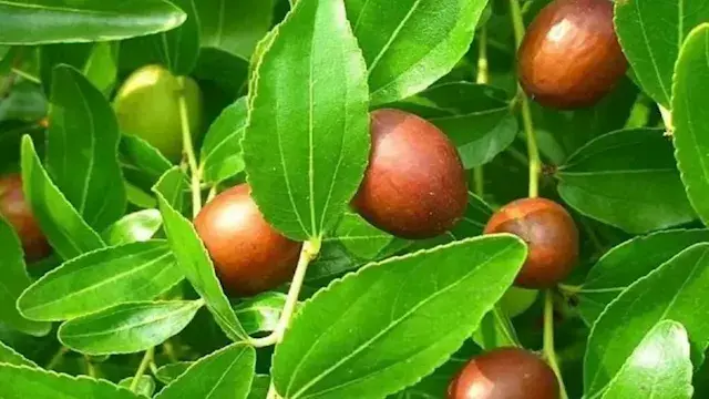 5 أسباب تجعلك تضيف العناب إلى...