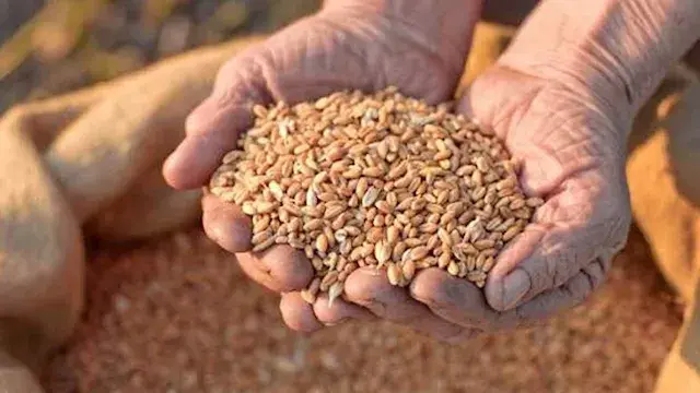 تكلفة نقل الحبوب الأوكرانية لم...