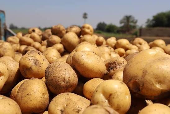 مصر تستحوذ على 2% من صادرات البطاطس العالمية خلال عام