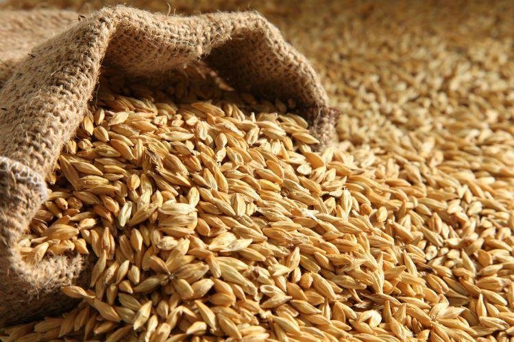رجب شحاتة: أسعار الأرز انخفضت 18% بسبب وفرة الإنتاج وموسم الحصاد