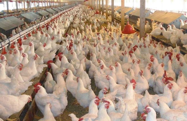 شعبة الدواجن: 90 جنيها السعر العادل للمستهلك.. ومحال الطيور الحية وراء شعور المواطنين بالمغالاة