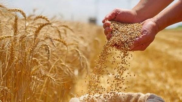 القمح في بورصة شيكاغو يرتفع وسط مخاوف من تصعيد روسيا الحرب في أوكرانيا