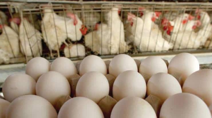 رئيس شعبة الدواجن: عودة الدراسة رفعت الإقبال على البيض بصورة كبيرة.. وسعر 135 جنيهًا للكرتونة عادل