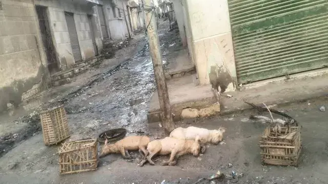 نفوق كلاب صعقاً بالكهرباء لتسرب مياه الأمطار إلى عمود إنارة فى الإسكندرية