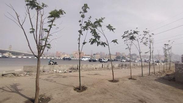 الجيزة: زراعة أشجار بالطريق الدائري من المريوطية حتى عثمان محرم بالطالبية