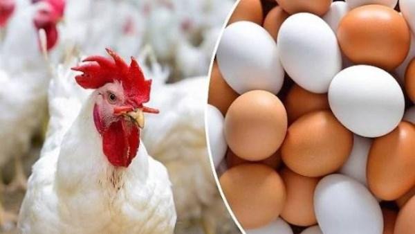 البانيه يبدأ من 190 جنيها.. أسعار الفراخ اليوم الإثنين