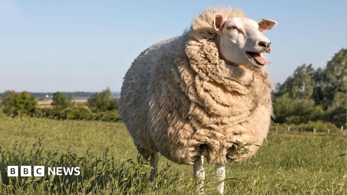 From jumpers to slug pellets -...
