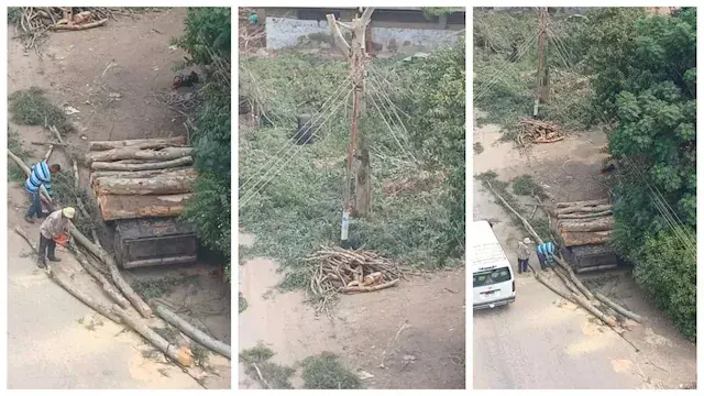 قطع "أشجار جنزور التاريخية" يثير الجدل بالمنوفية.. ومصادر رسمية توضح