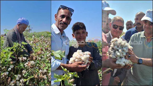 القنطار نزل من 12 لـ 6 آلاف.....