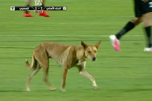 «كلب ضال» يعطل مباراة المصري والبنك الأهلي