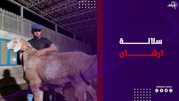 كبش بمليون دولار.. سر القيمة القياسية لسلالة أراشان