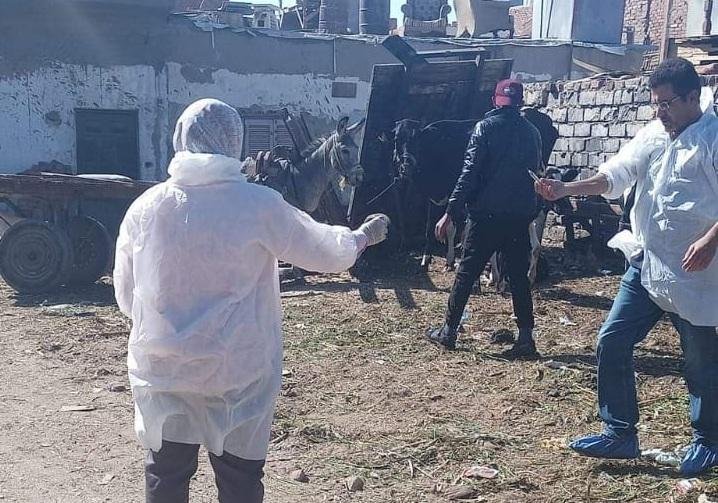 بيطري الغربية: تحصين 307 آلاف رأس ماشية ضد الحمى القلاعية وحمى الوادي المتصدع