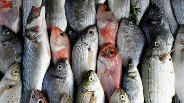 أسعار الأسماك في سوق العبور ال...