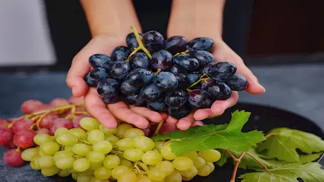 دراسة: مركب مستخلص من العنب قد يفتح مسارا جديدا لعلاج باركنسون