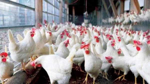 5 جنيهات دفعة واحدة.. تحرك مفاجئ فى أسعار الدواجن والبانيه اليوم الإثنين