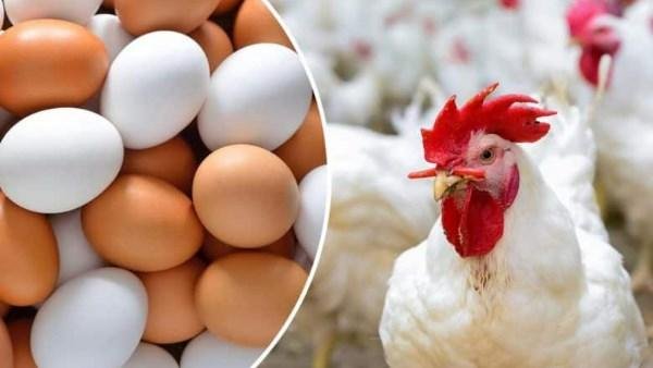كيلو البانيه بكام؟.. أسعار الدواجن والبيض اليوم الخميس بالأسواق