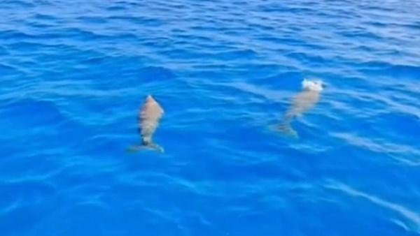 ظهور نادر لـ 3 أفراد من «عروس البحر Dugong» أمام الغردقة بالقرب من جزيرة مجاويش | شاهد