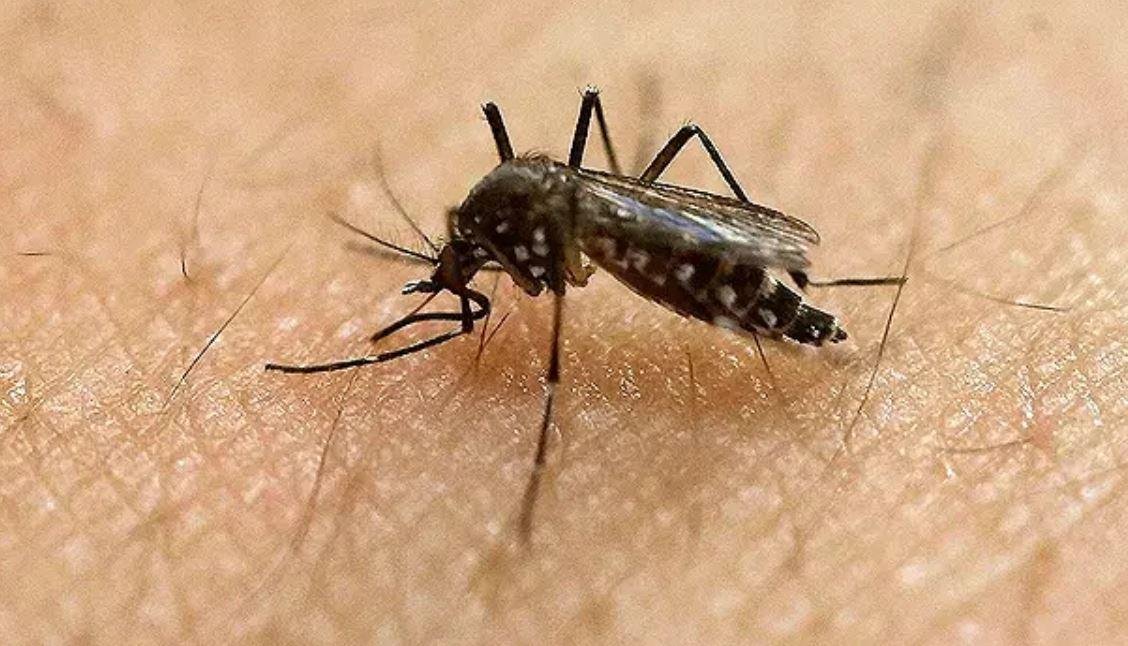 رصد إصابتين محليتين بفيروس غرب النيل في ولاية بادن-فورتمبرج الألمانية