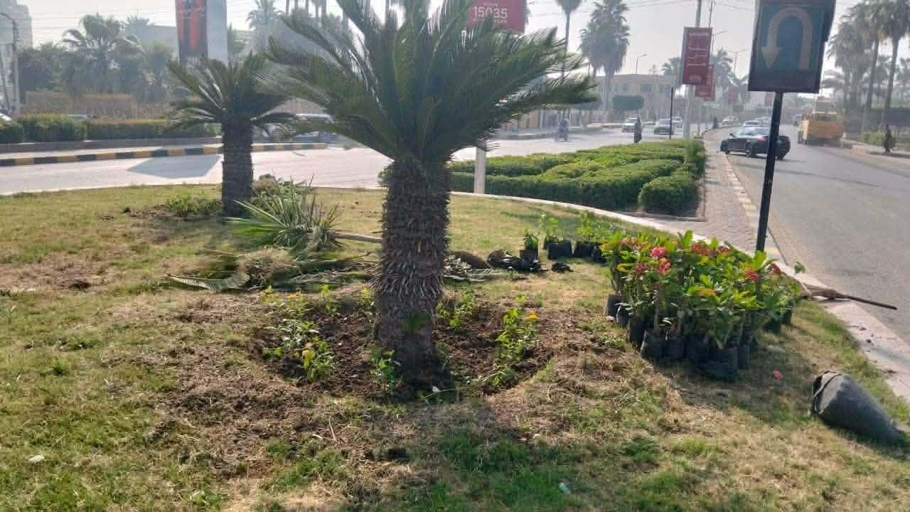 محافظ كفر الشيخ: زراعة 2366 شجرة ونخلة