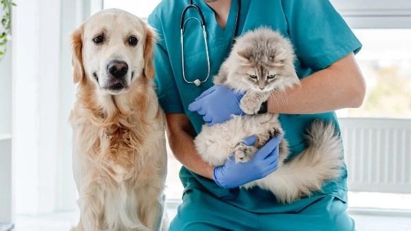 مفاجأة لطلاب الطب البيطري.. 5 سنوات دراسة وسنة امتياز براتب بدلًا من المصاريف