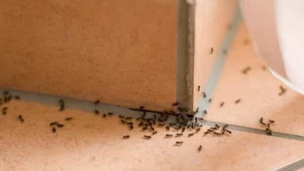 طرق طبيعية للتخلص من النمل في المنزل.. وصفات بسيطة من المطبخ