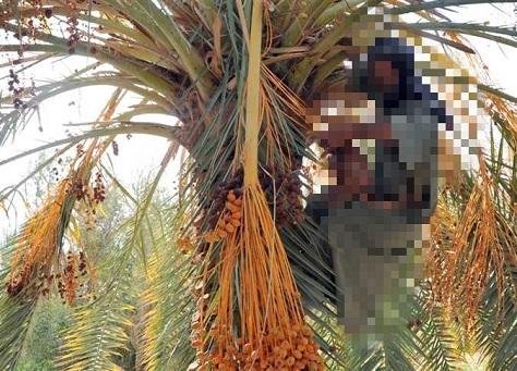 مصرع مسن سقط من أعلى نخلة أثناء جمع محصول البلح بالوادي الجديد