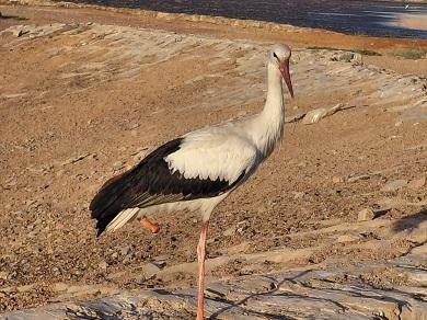 طائر حوام يضرب مثلا في تحدي الإعاقة.. رصد طائر حوام برجل واحدة داخل منطقة بحيرات الأكسدة ف شرم الشيخ
