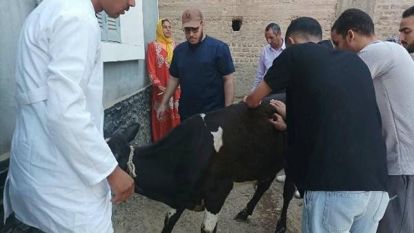 أسيوط: فحص وعلاج 1643 حالة من الماشية خلال قافلة بيطرية بقرية الزاوية
