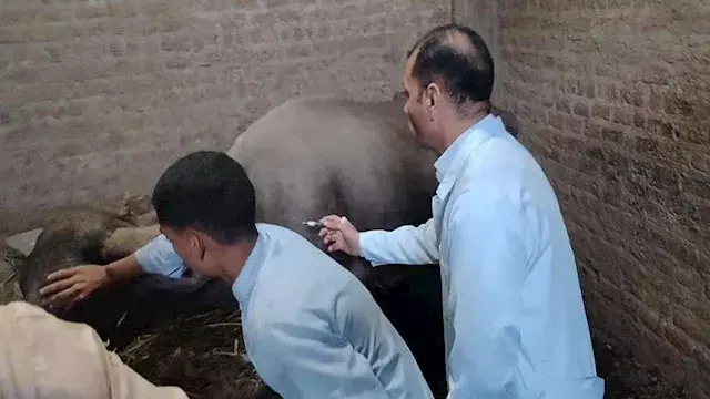 انطلاق الحملة القومية للتحصين...