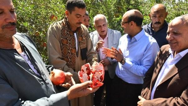 محافظ أسيوط يتفقد حصاد "الذهب الأحمر".. ويؤكد: مصنع مركزات الرمان يعزز فرص التصدير