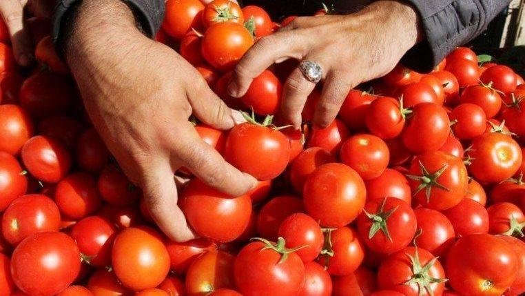 رئيس المكافحة بالزراعة: نسب إصابة الثمار بسوسة الطماطم طبيعية.. ولا نتدخل بالمبيدات بشكل سريع لمراعاة البعد الصحي
