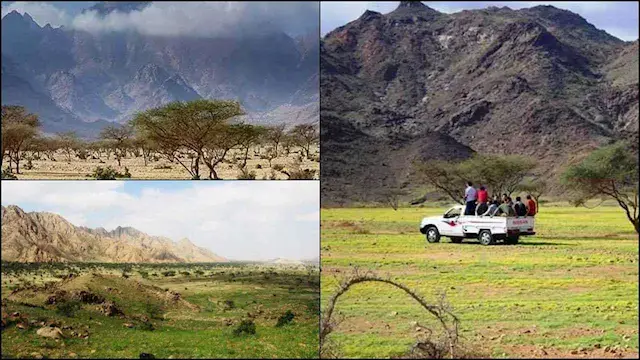 "غابات فوق السحاب".. رحلة إلى...