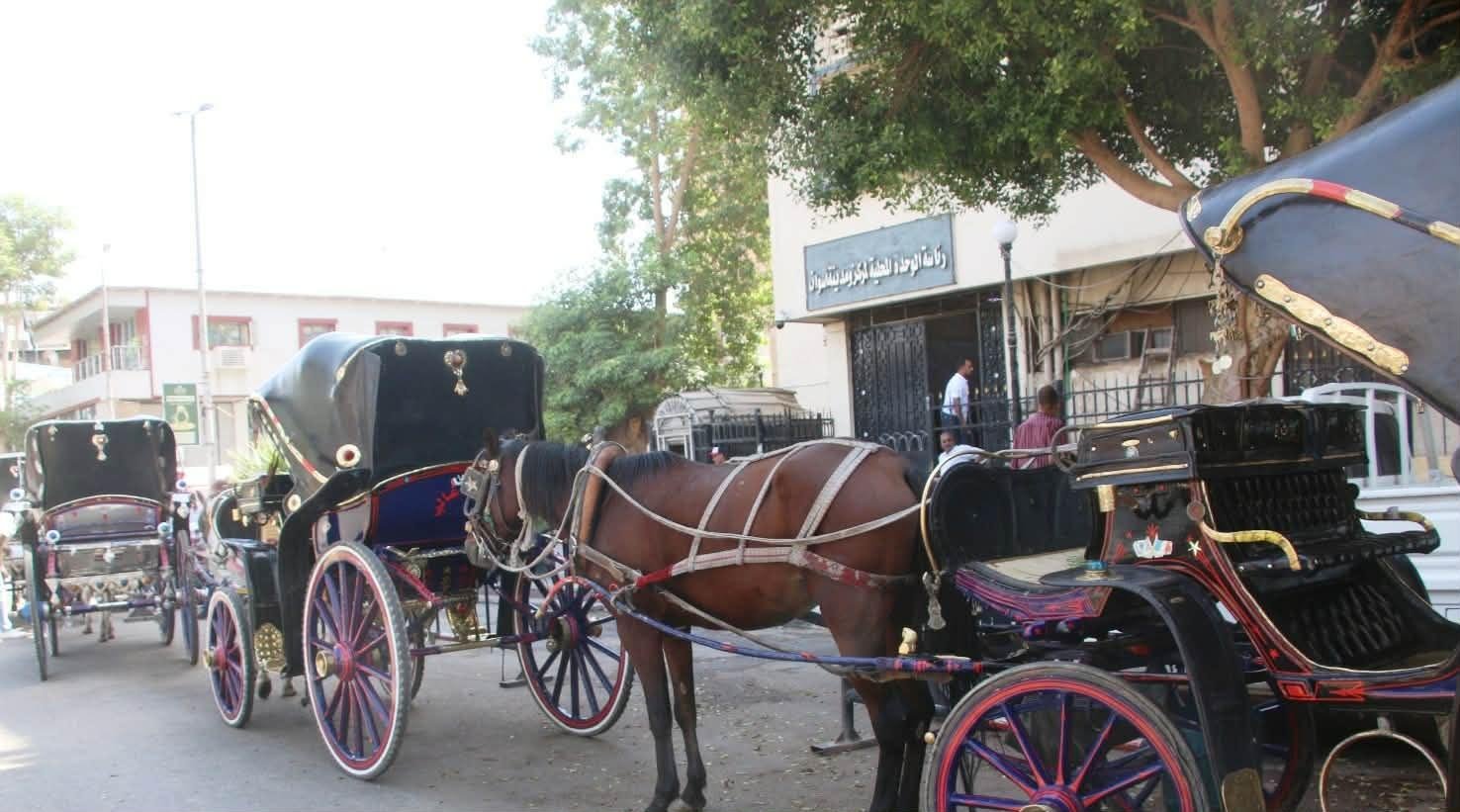 أسوان تبدأ ترقيم عربات الحنطور وإنشاء قاعدة بيانات موحدة