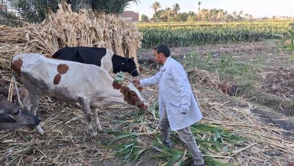 تحصين 180 ألفًا و781 رأس ماشية ضد الحمى القلاعية والوادي المتصدع بالمنيا