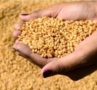 110% زيادة في أسعار شحن القمح الروسي والأوكراني بسبب اضطرابات البحر الأسود