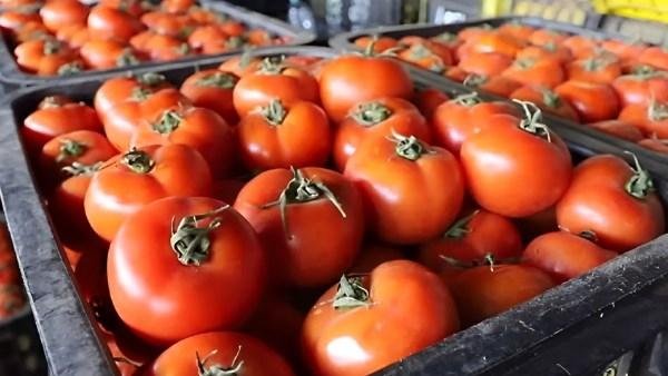 شعبة الخضراوات: لا أزمة في الطماطم.. والشائعات تدفع المواطنين إلى التخزين