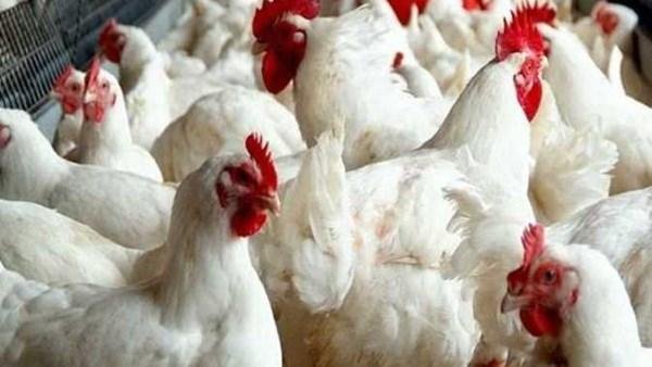 بعد أشهر من الخسائر.. ماذا يحدث في سوق الدواجن؟