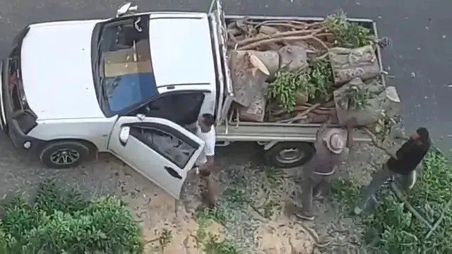 فيديو وثّق فعلتهم.. حبس 4 متهمين بقطع الأشجار في الإسكندرية - فيديو وصور