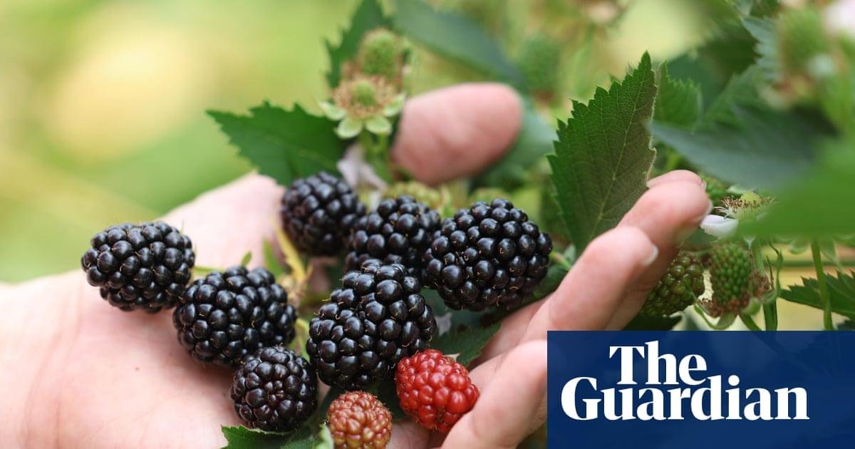 Top of the crops: record heatw...