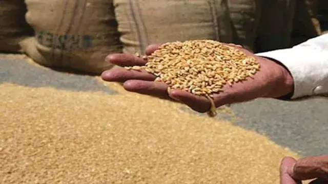 نقيب الفلاحين: أسعار توريد القمح والبنجر المقترحة غير مرضية