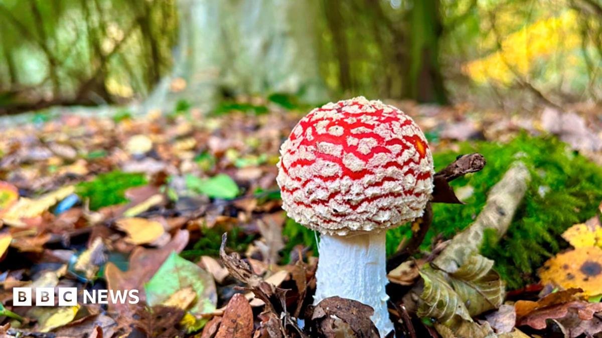 'Click, don't pick' warning as fungi posts mushroom