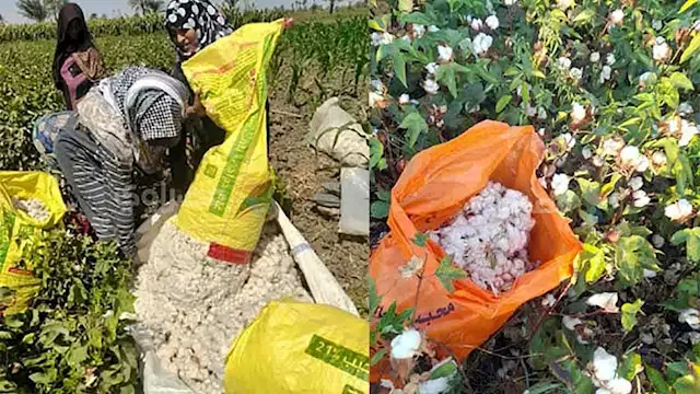 انطلاق موسم جني القطن بالفيوم....