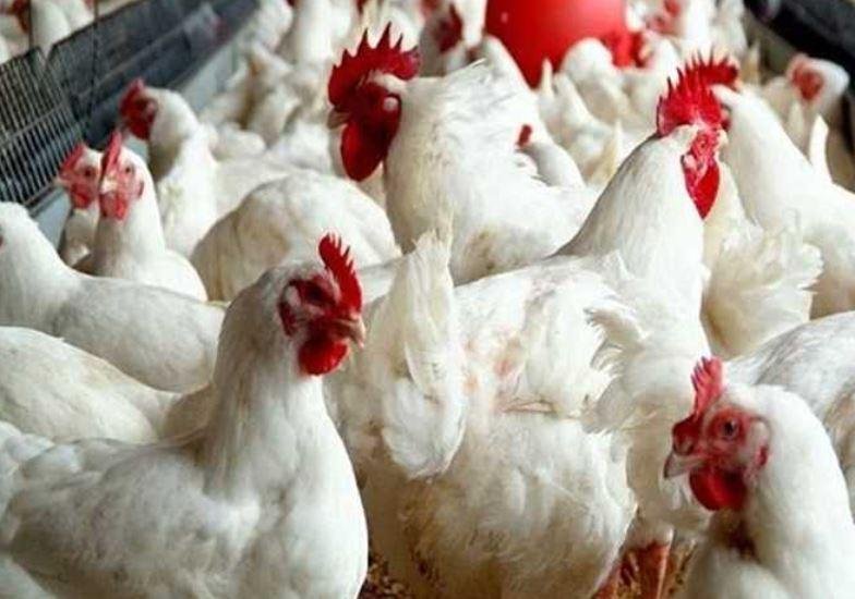 رئيس شعبة الدواجن: سعر الكيلو...