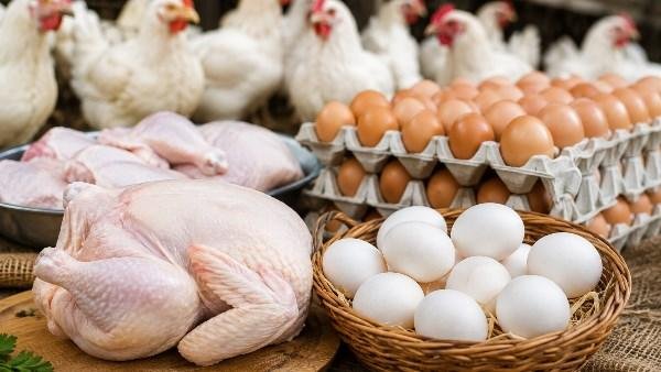 أسعار الدواجن والبيض ترتفع مجددًا.. قفزة في البانيه بعد شهور من التراجع