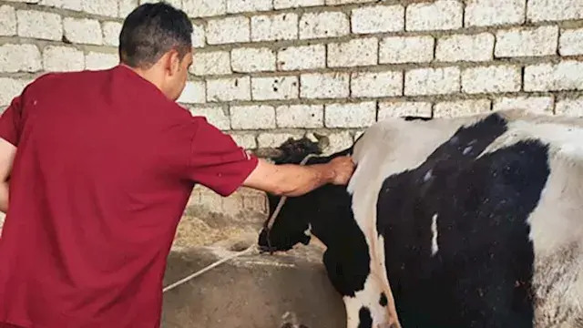 تحصين 42 ألف رأس ماشية ضد الحم...