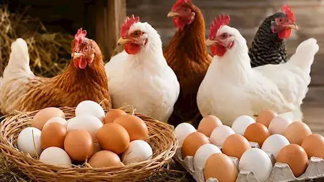 ارتفاع أسعار الدواجن وانخفاض ا...