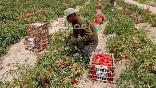 سوسة الطماطم.. نقيب الفلاحين يحذر من انتشارها وأستاذ بمركز البحوث الزراعية يرد