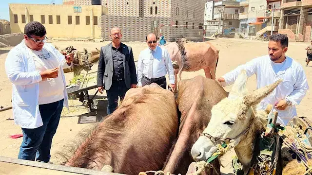 بينها فحص بالسونار.. بيطري الد...