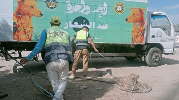 حملة مواجهة الكلاب الضالة بالدقهلية تصل طلخا