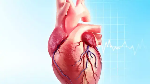 شيخوخة القلب بعد سن الأربعين..  الأسباب وطرق الوقاية